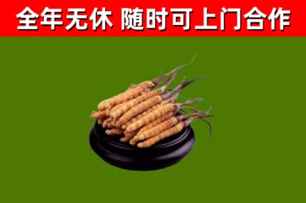 南阳烟酒回收冬虫夏草.jpg
